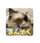 もこたいぽん！（個別スタンプ：39）