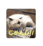 もこたいぽん！（個別スタンプ：40）