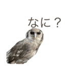 インコ8（個別スタンプ：2）
