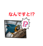 インコ8（個別スタンプ：3）