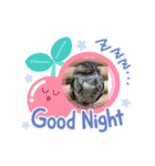 インコ8（個別スタンプ：4）