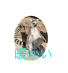 インコ8（個別スタンプ：5）