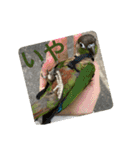 インコ8（個別スタンプ：7）