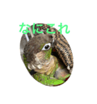 インコ8（個別スタンプ：8）