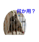 インコ8（個別スタンプ：9）
