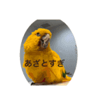インコ8（個別スタンプ：10）