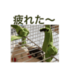 インコ8（個別スタンプ：12）