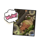 インコ8（個別スタンプ：13）