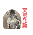 インコ8（個別スタンプ：14）