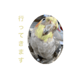 インコ8（個別スタンプ：15）