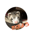 フェレット<くろすけ>（個別スタンプ：1）