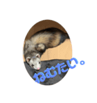 フェレット<くろすけ>（個別スタンプ：2）