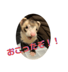 フェレット<くろすけ>（個別スタンプ：3）