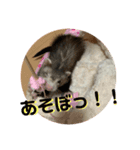 フェレット<くろすけ>（個別スタンプ：5）