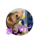 フェレット<くろすけ>（個別スタンプ：7）