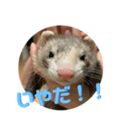 フェレット<くろすけ>（個別スタンプ：8）