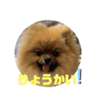 りくスタンプ1☆（個別スタンプ：4）