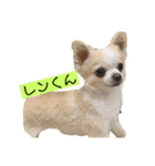顔面国宝チワワのレンくん（個別スタンプ：3）