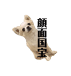 顔面国宝チワワのレンくん（個別スタンプ：7）