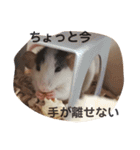 あずきとせんちゃ1（個別スタンプ：10）