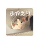 あずきとせんちゃ1（個別スタンプ：20）