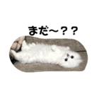 しろもふず（個別スタンプ：3）