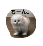 しろもふず（個別スタンプ：4）