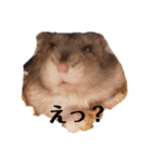 我が家のベリーちゃん（個別スタンプ：2）