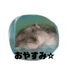 我が家のベリーちゃん（個別スタンプ：6）