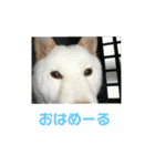 おきゃんのキャン（個別スタンプ：2）
