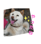 おきゃんのキャン（個別スタンプ：4）