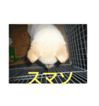 おきゃんのキャン（個別スタンプ：6）