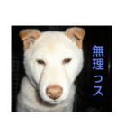 おきゃんのキャン（個別スタンプ：7）