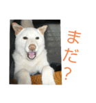 おきゃんのキャン（個別スタンプ：10）