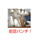 おきゃんのキャン（個別スタンプ：11）