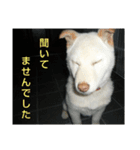おきゃんのキャン（個別スタンプ：14）