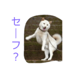 おきゃんのキャン（個別スタンプ：16）