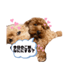 うちの癒やし犬達（個別スタンプ：1）