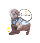 うちの癒やし犬達（個別スタンプ：2）