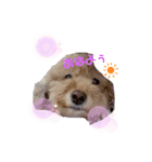 うちの癒やし犬達（個別スタンプ：3）