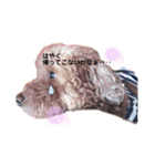 うちの癒やし犬達（個別スタンプ：4）