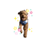 うちの癒やし犬達（個別スタンプ：5）