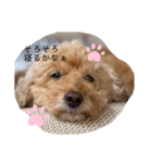 うちの癒やし犬達（個別スタンプ：6）