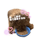 うちの癒やし犬達（個別スタンプ：7）