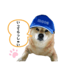 こいけさんちのモカ様（個別スタンプ：1）