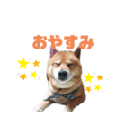こいけさんちのモカ様（個別スタンプ：3）