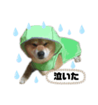 こいけさんちのモカ様（個別スタンプ：7）