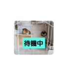 モルの日常生活2（個別スタンプ：2）