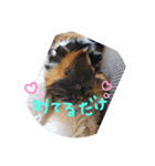 モルの日常生活2（個別スタンプ：3）
