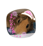 モルの日常生活2（個別スタンプ：8）